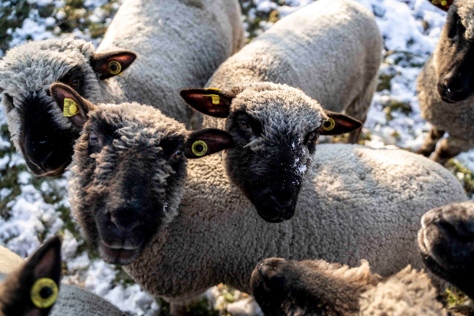 Junge Schafe blicken in die Kamera.